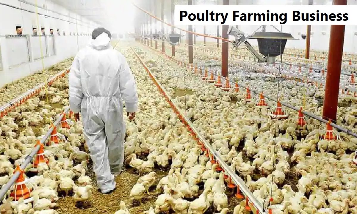 Poultry Farming Business