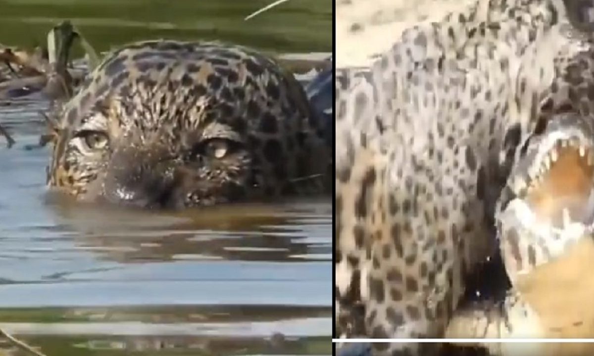 Female Jaguar Crocodile Hunt