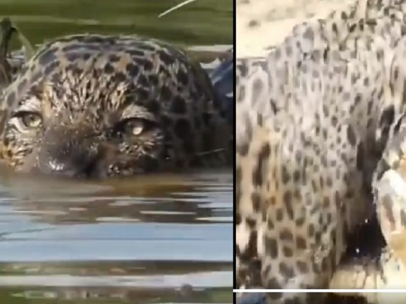 Female Jaguar Crocodile Hunt