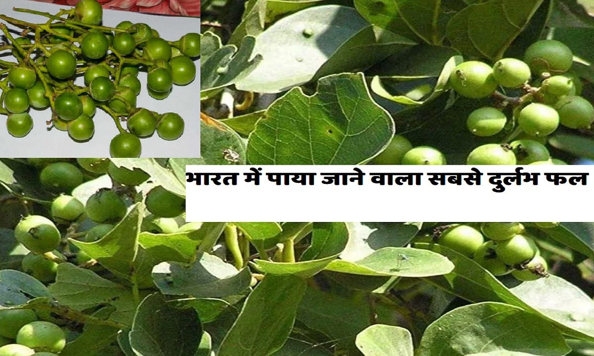 Lasoda, the rarest fruit found in India