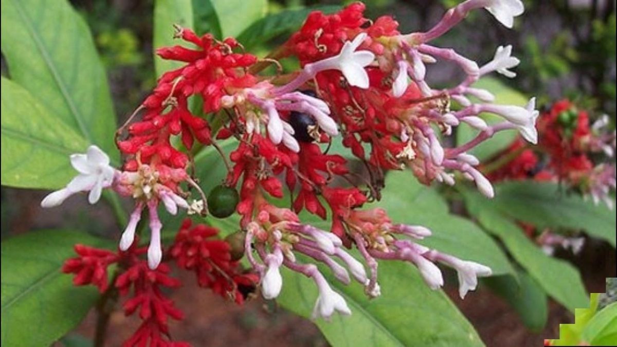 Sarpagandha flower