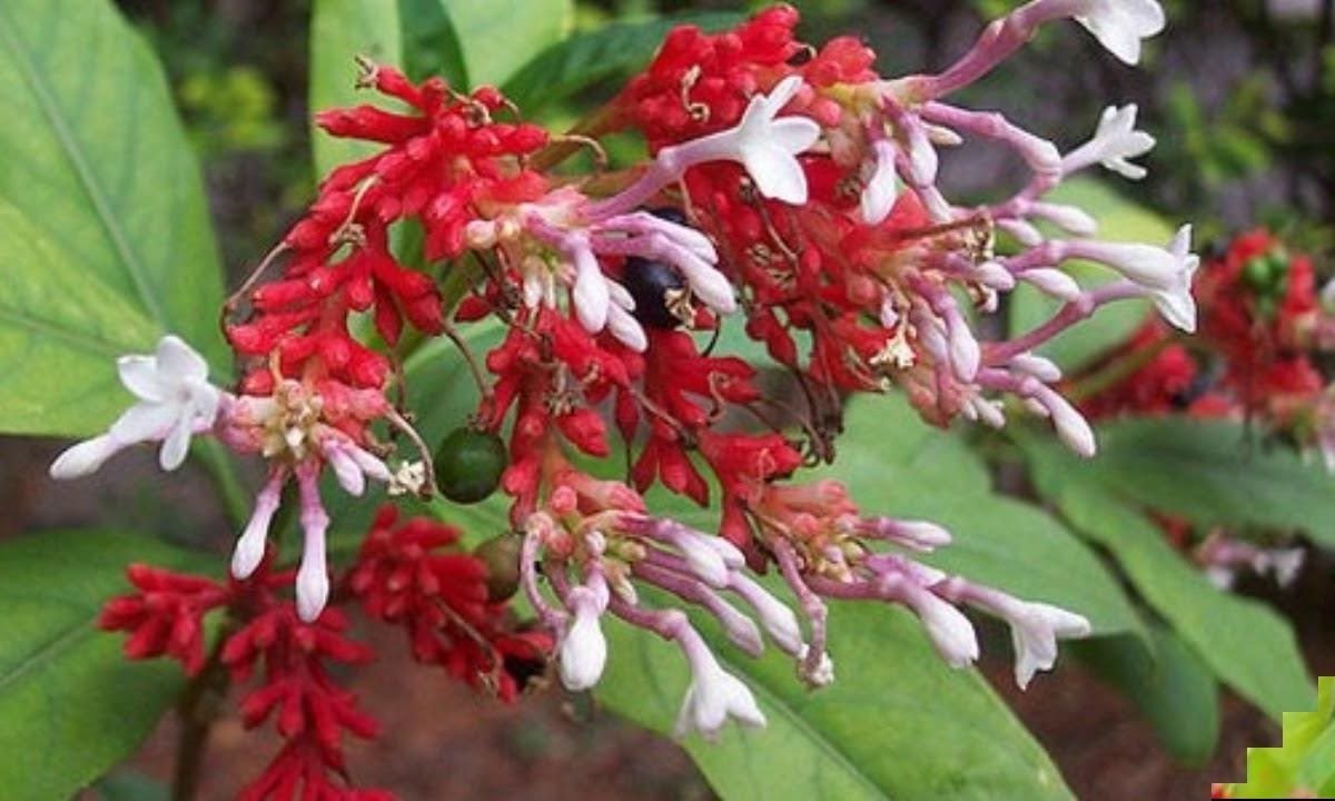 Sarpagandha flower