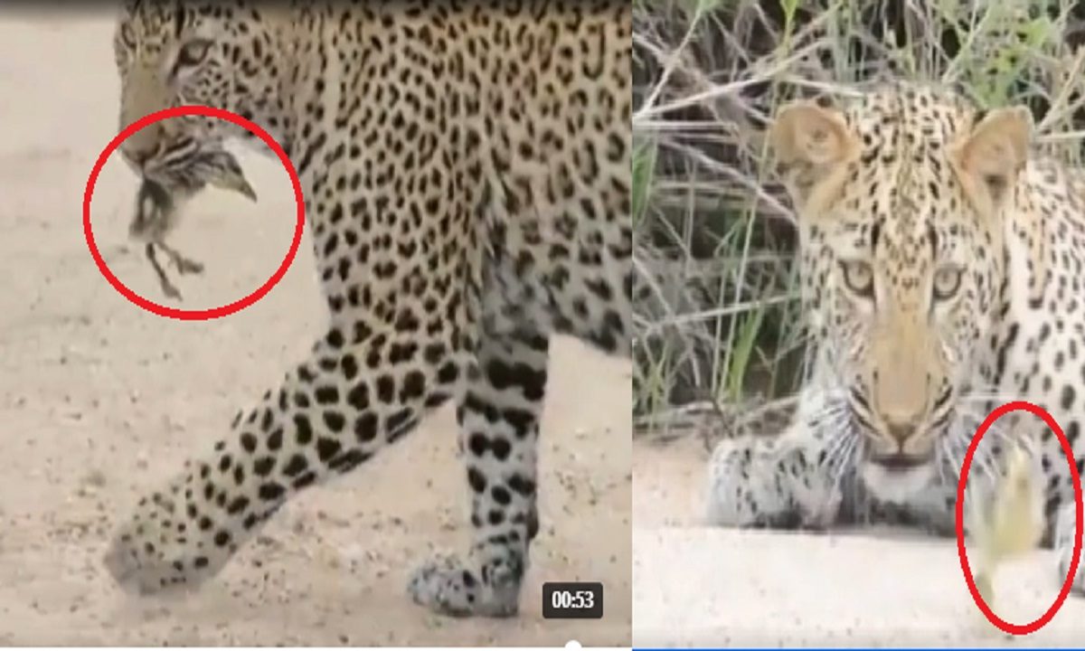 baby bird played with leopard