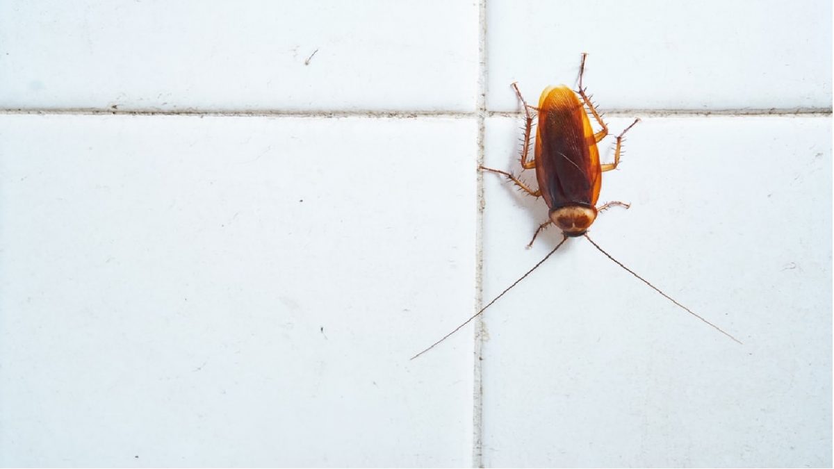 troubled by ants cockroaches and rats in the house then do these home remedies