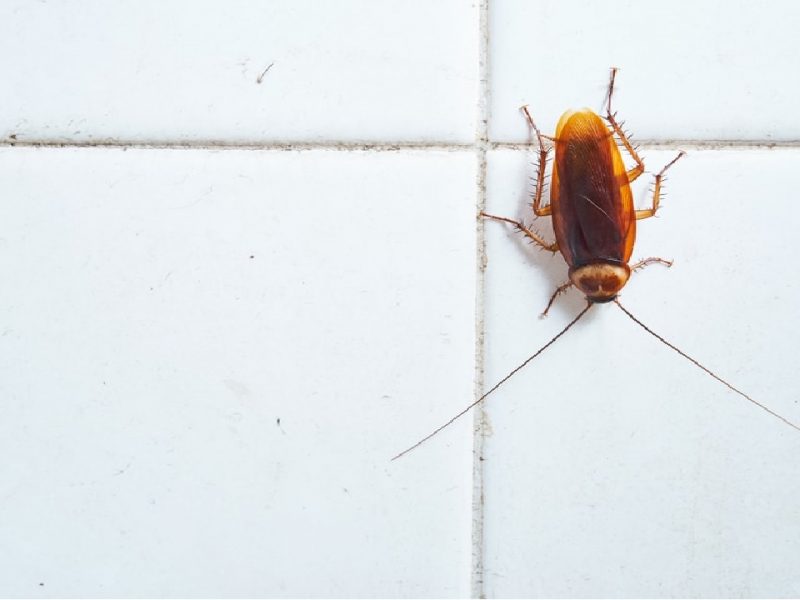 troubled by ants cockroaches and rats in the house then do these home remedies