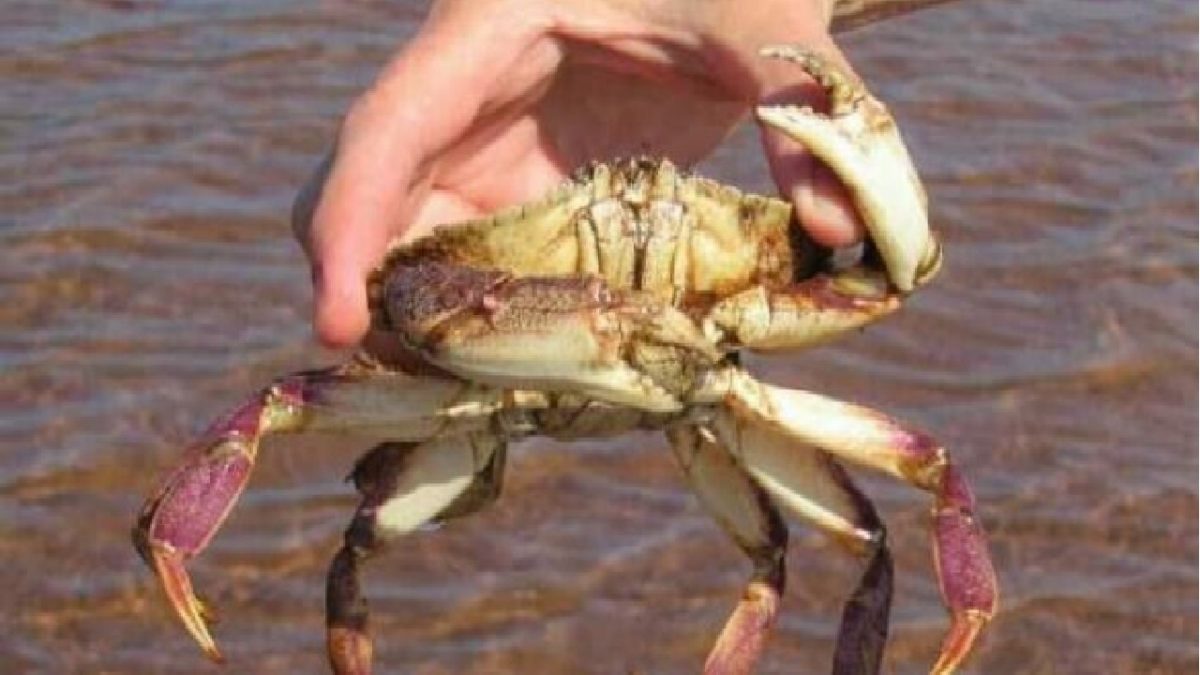 Crab Business