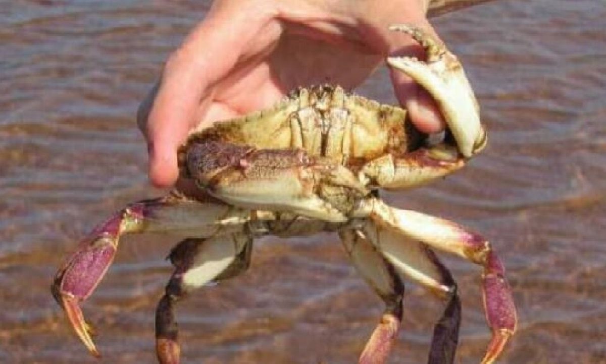 Crab Business