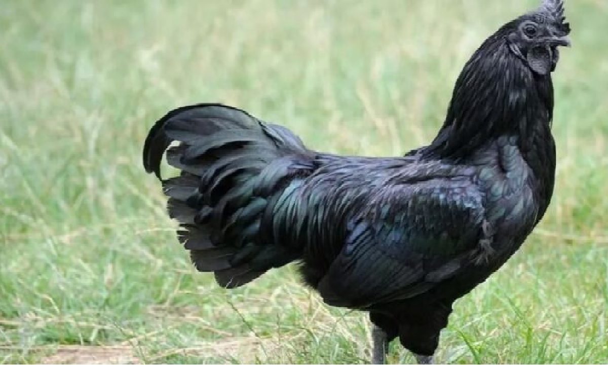 Kadaknath Murgi