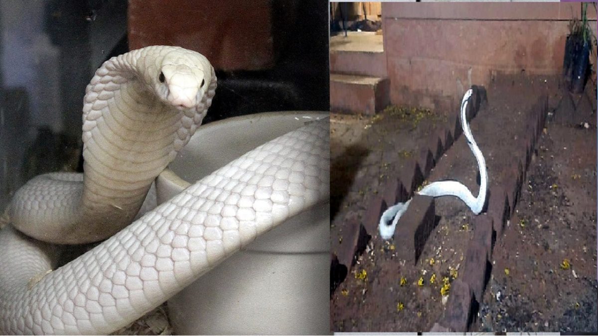 White Cobra