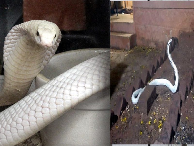 White Cobra