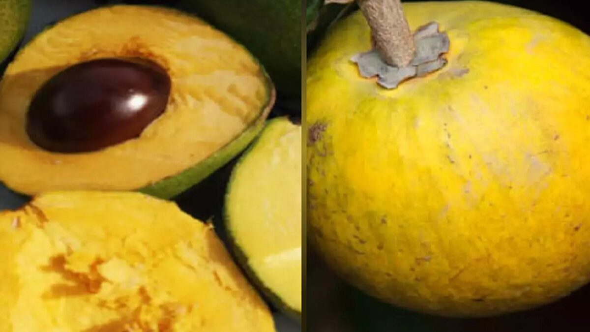 Amazing benefits of lucuma fruit