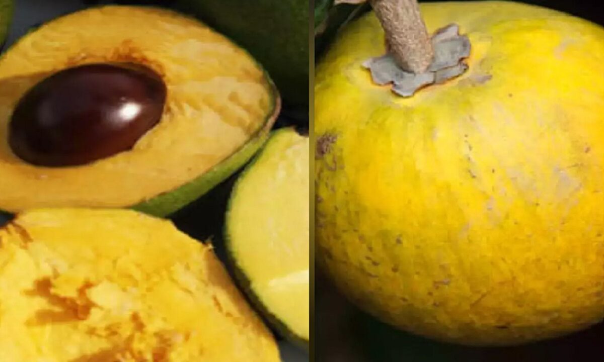 Amazing benefits of lucuma fruit