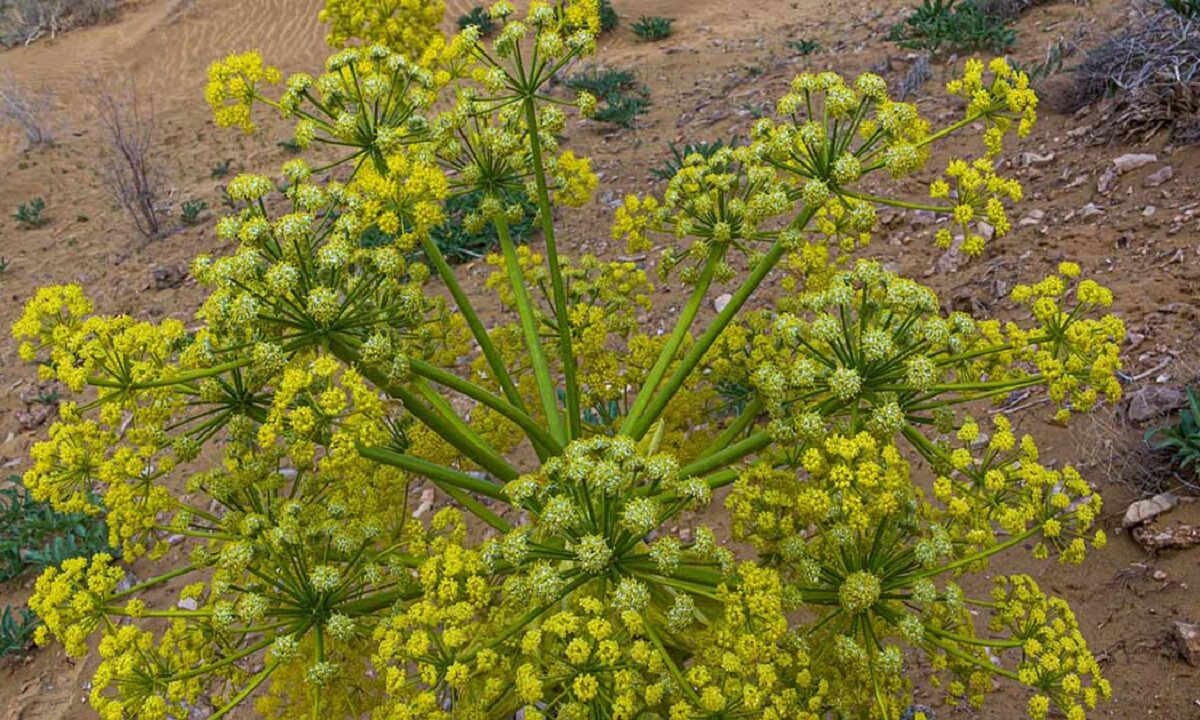 Cultivation of Asafoetida