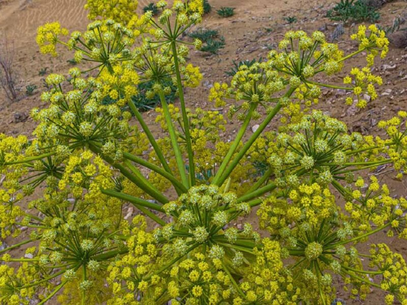 Cultivation of Asafoetida