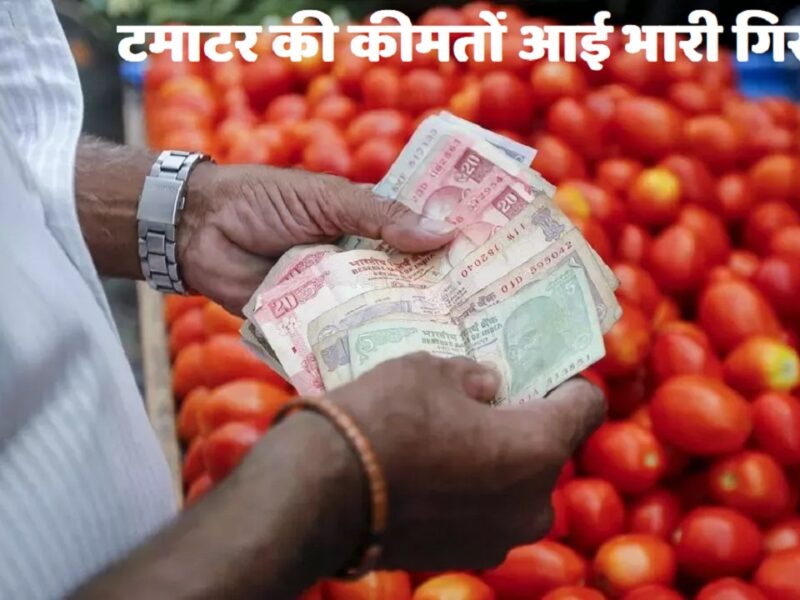 Tomato Price fall