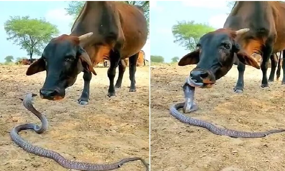 Video Viral Of Cow and Snake