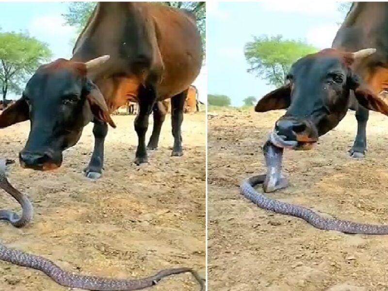 Video Viral Of Cow and Snake