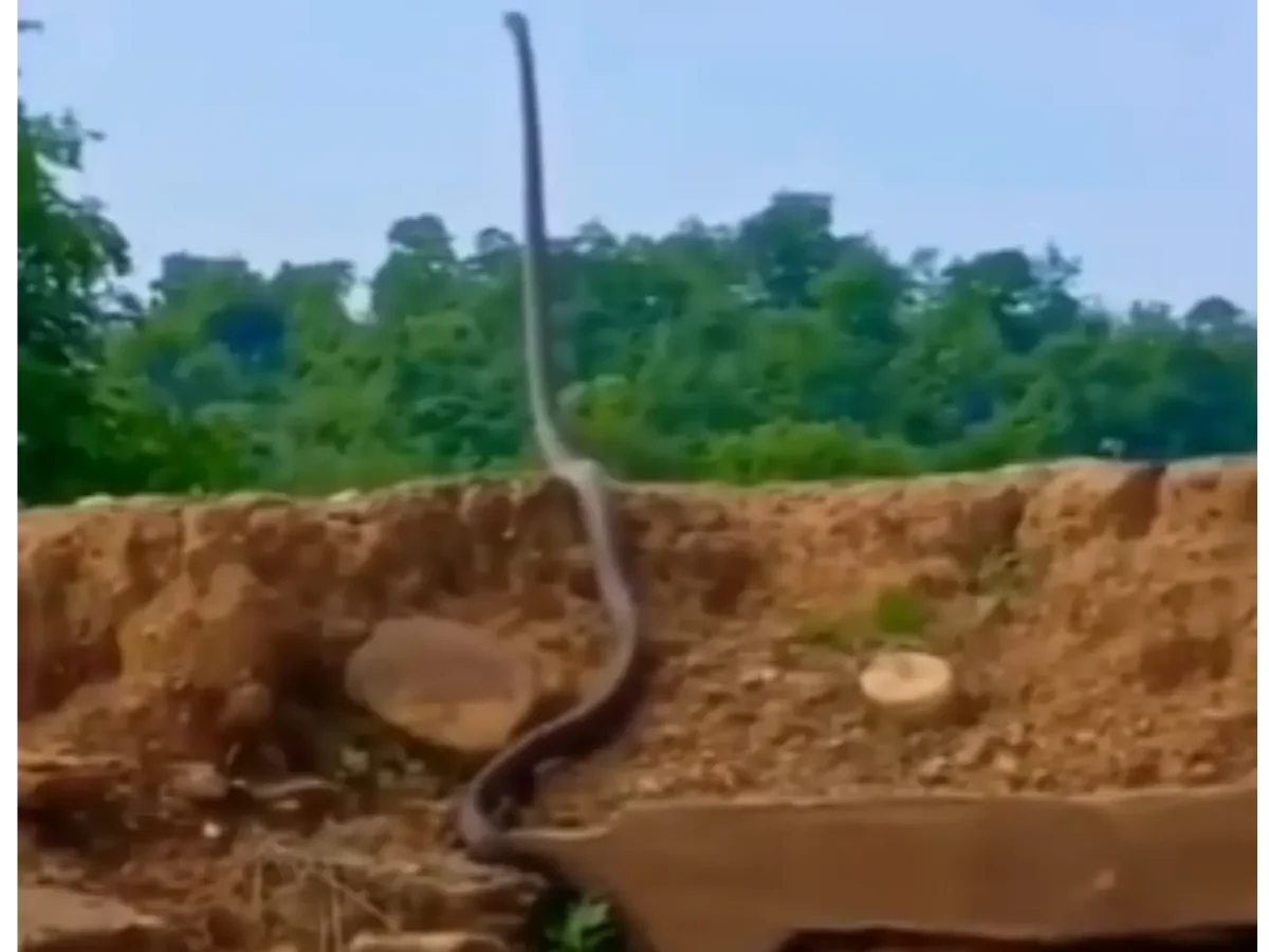 Viral King Cobra Video