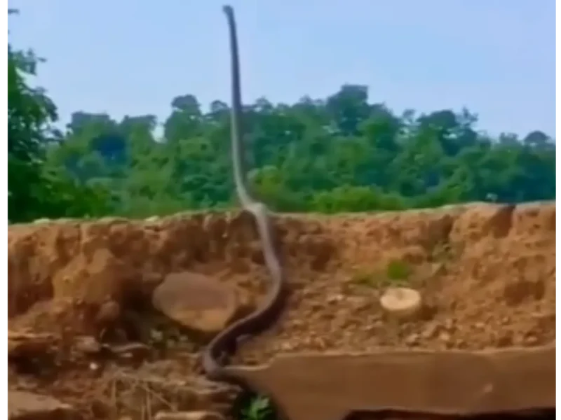 Viral King Cobra Video