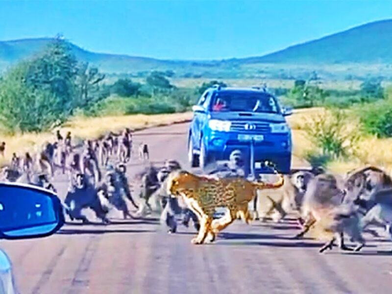 Baboons Attacks On Leopard