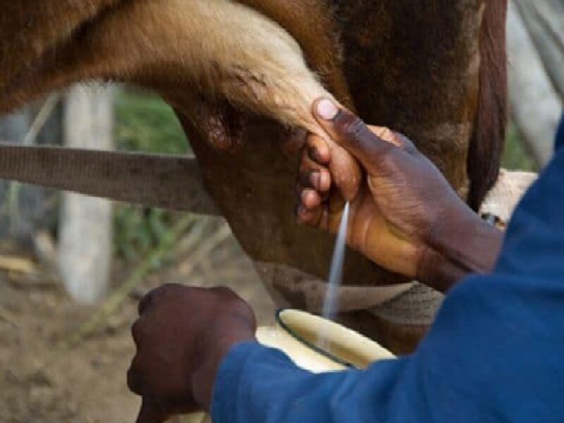 cow and buffalo to start giving more milk