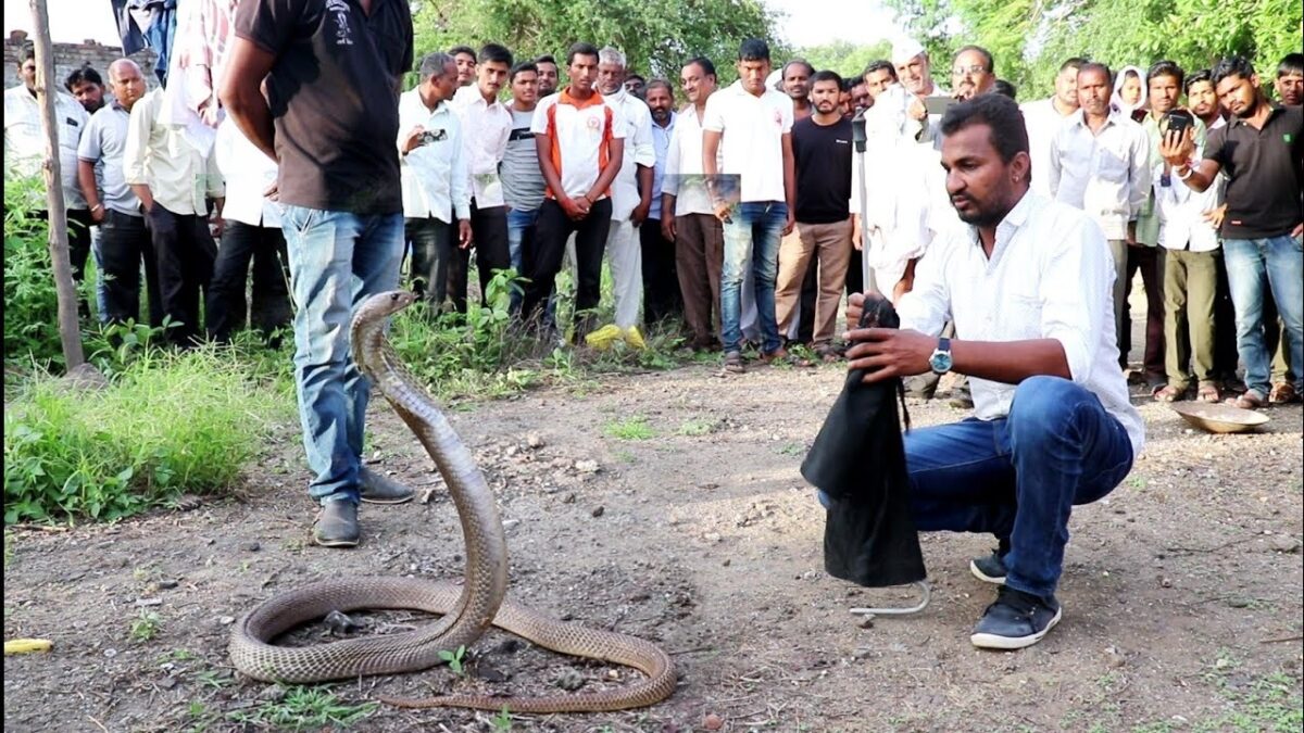 king cobra snake