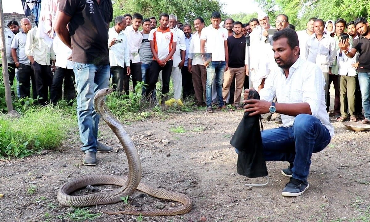 king cobra snake