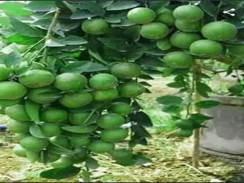 lemon plant at home