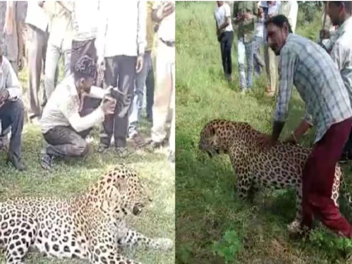 Leopard Video viral