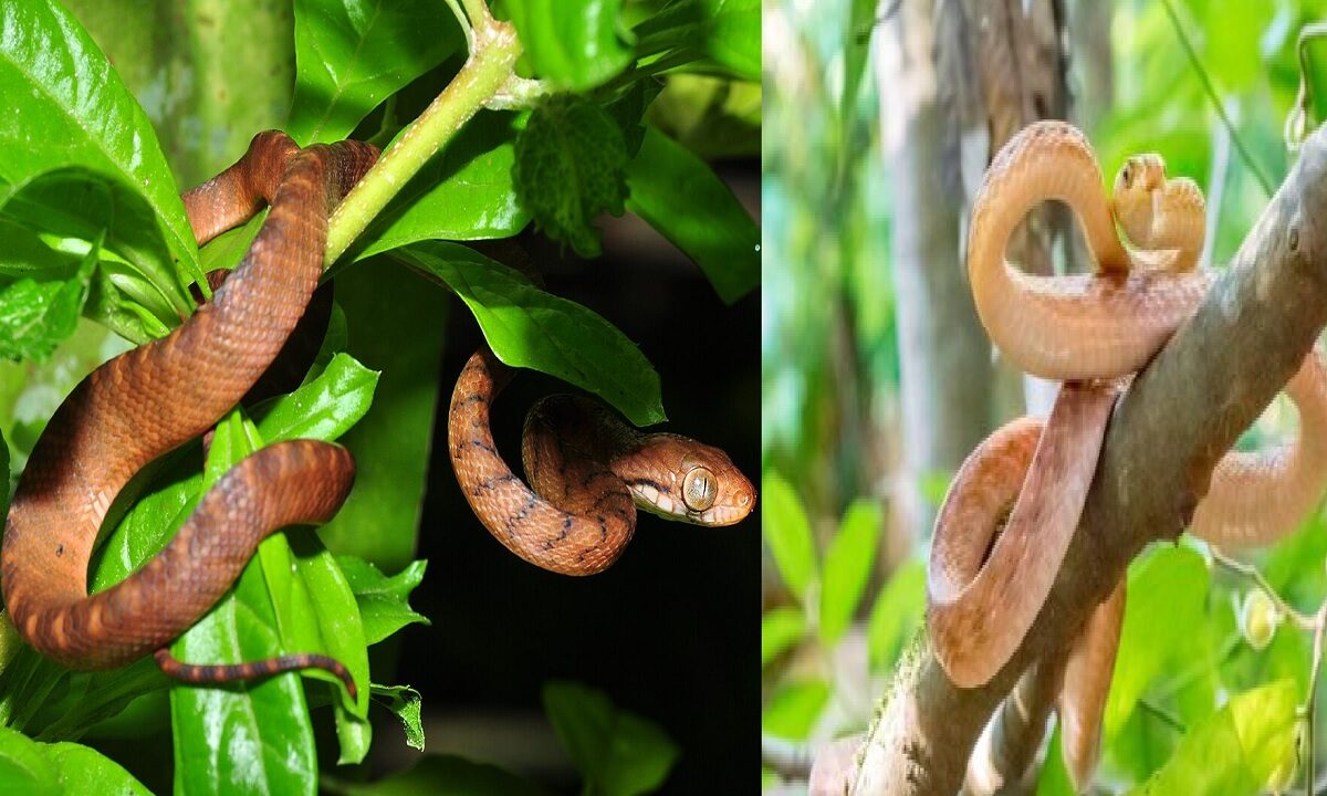 Plants That Invites Snakes