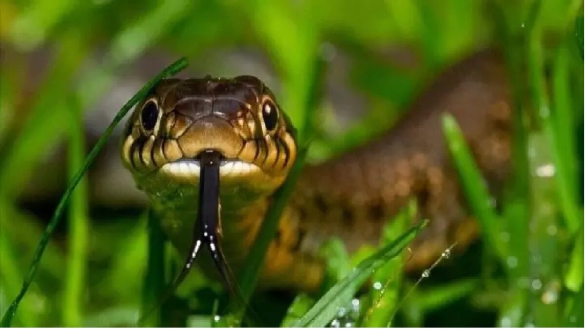 Snake at Field