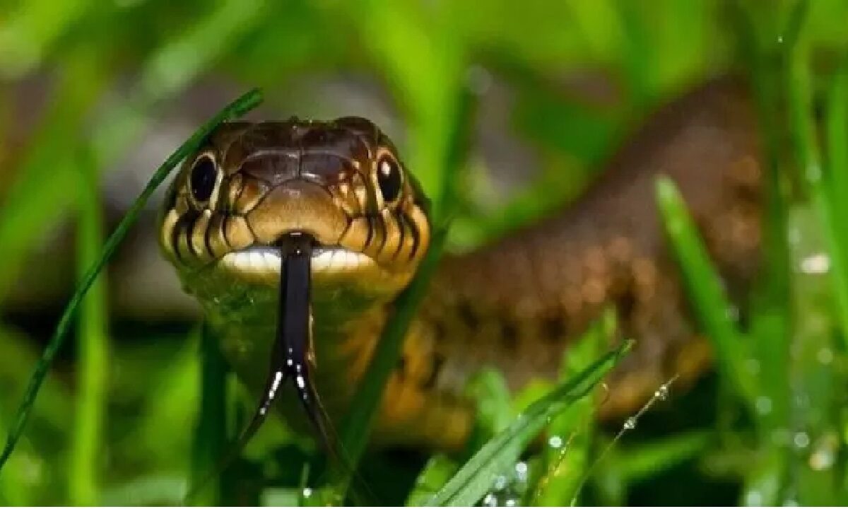 Snake at Field