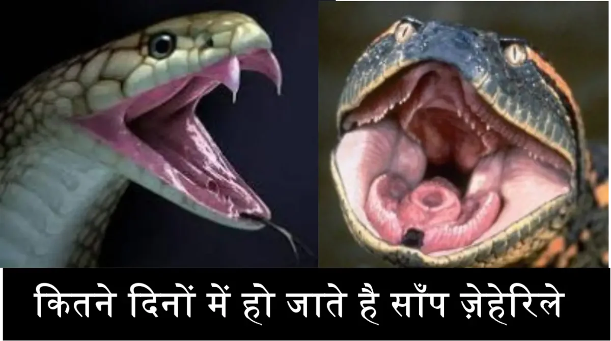 Snakes Birth Fact