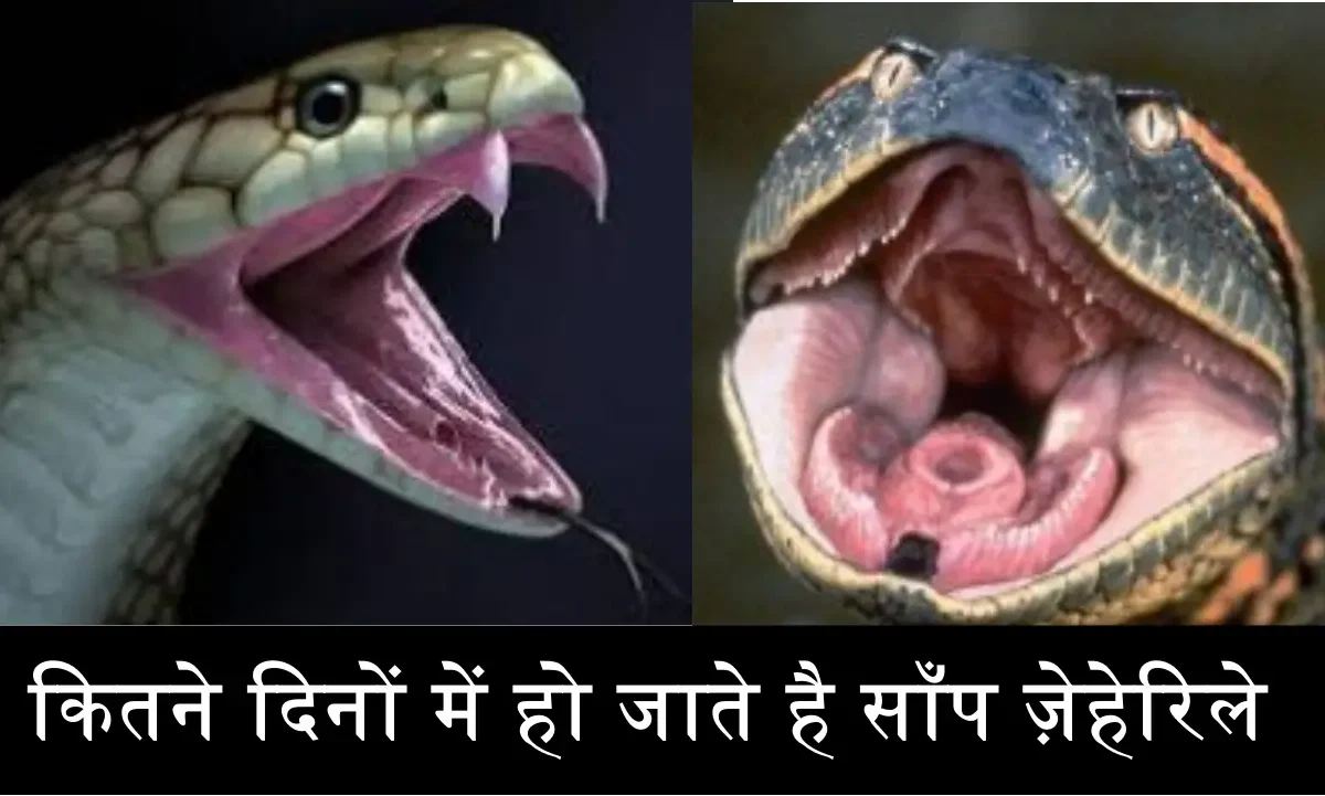 Snakes Birth Fact