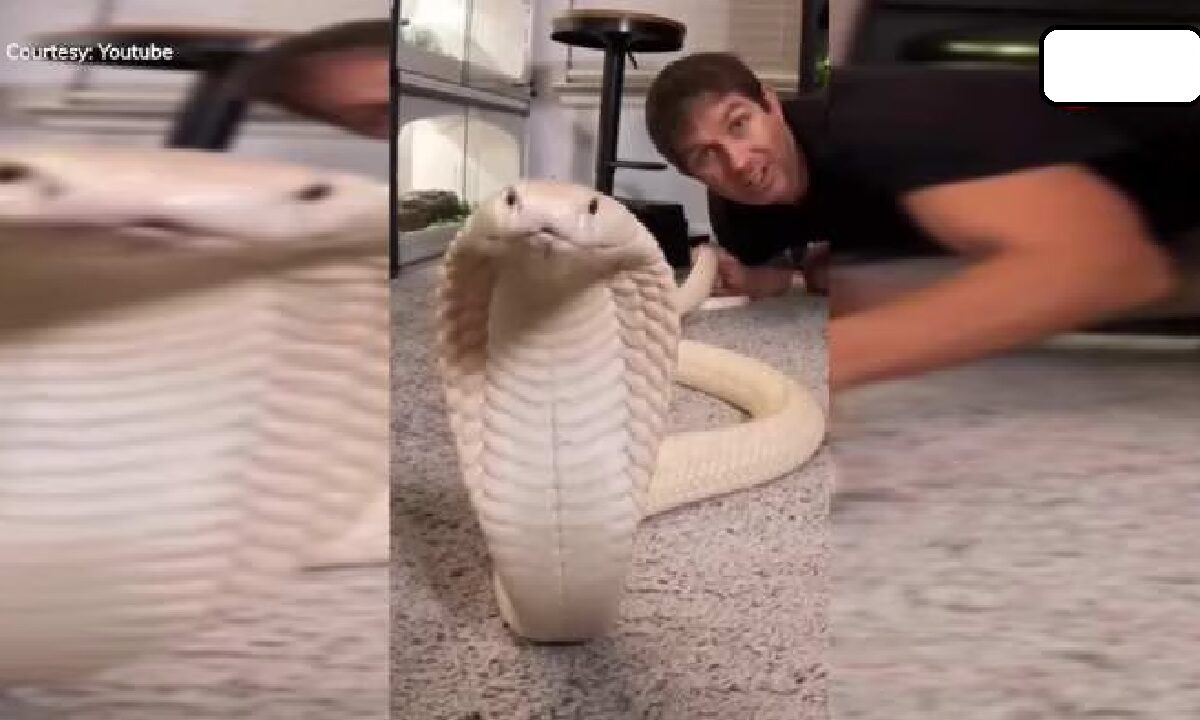 Snake Video Viral On Social Media