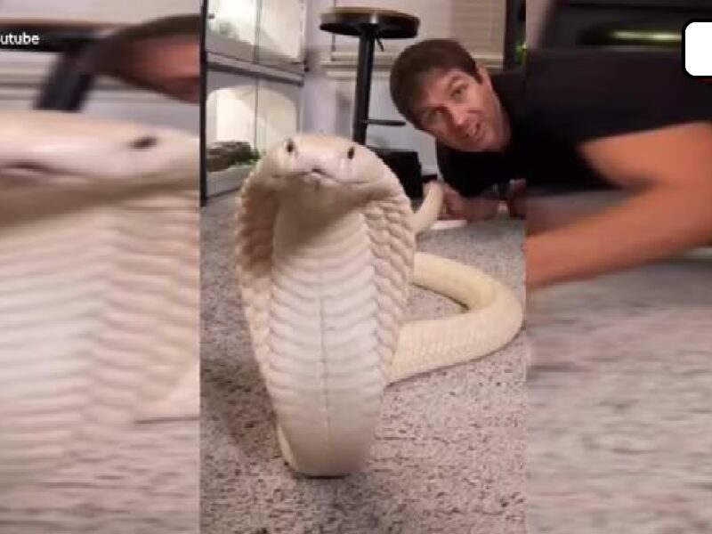 Snake Video Viral On Social Media