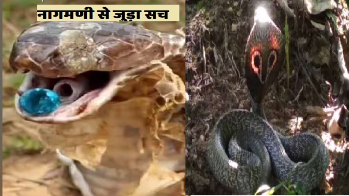 King Cobra's Nagmani