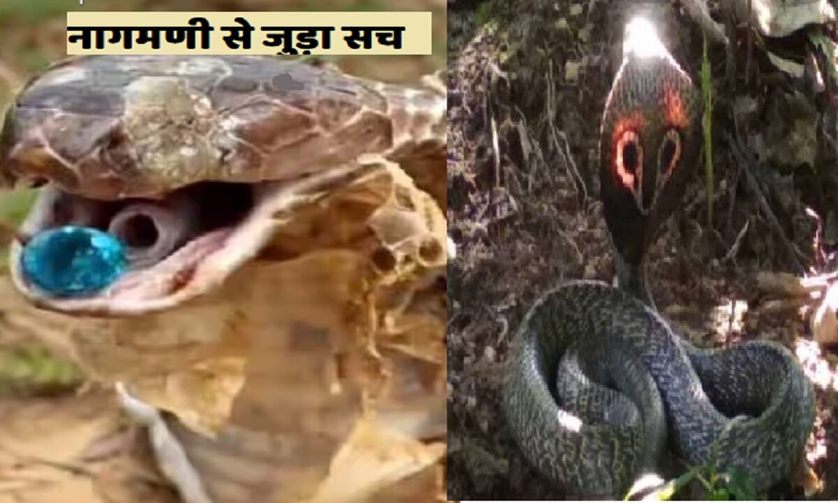 King Cobra's Nagmani