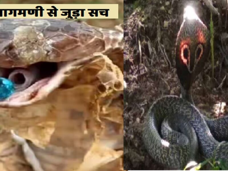 King Cobra's Nagmani