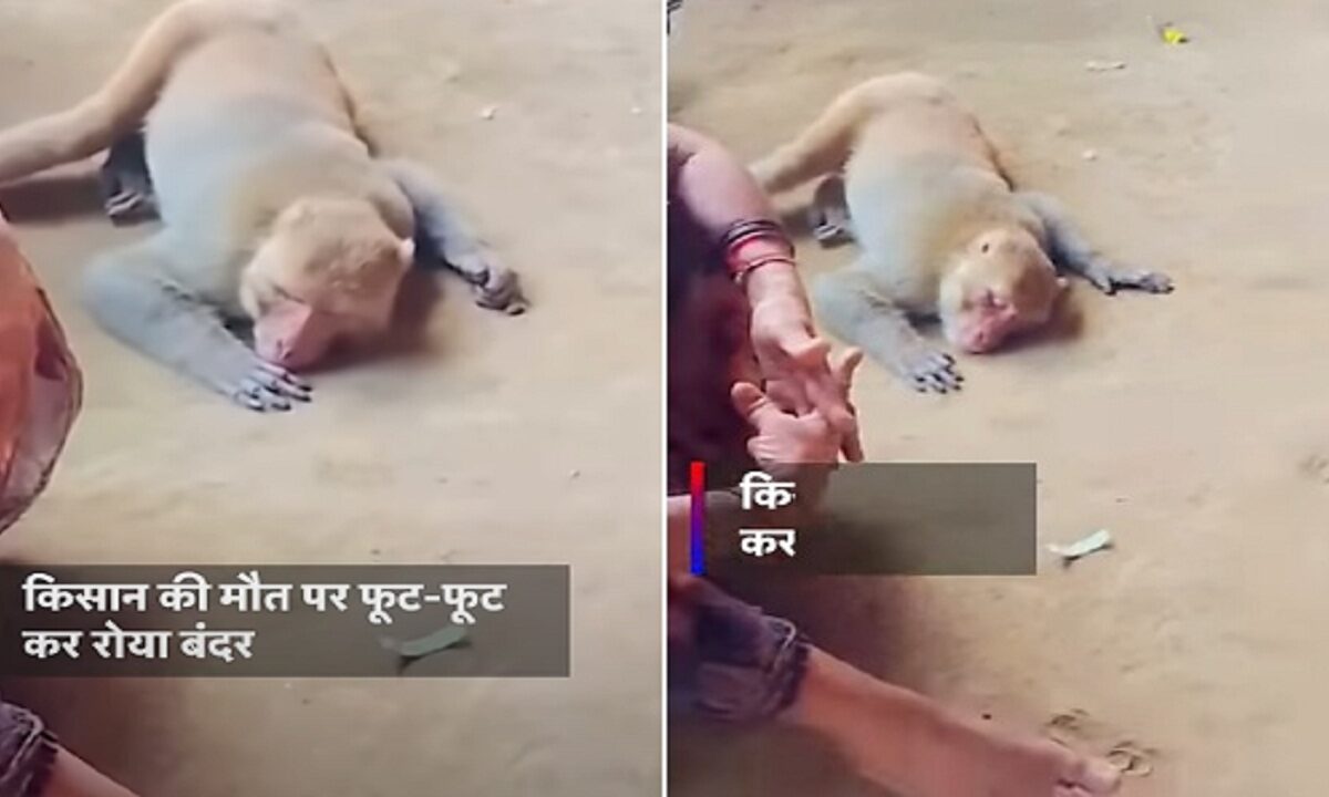 viral video of Monkey