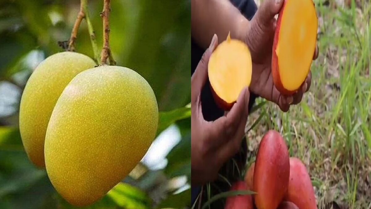 thai perennial mango tree