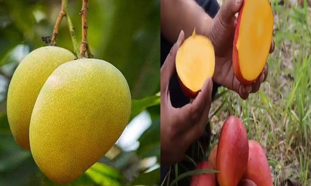 thai perennial mango tree