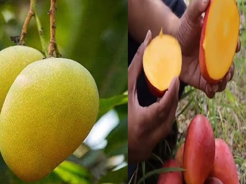 thai perennial mango tree