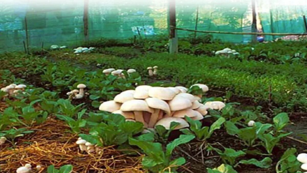 Mushroom farming