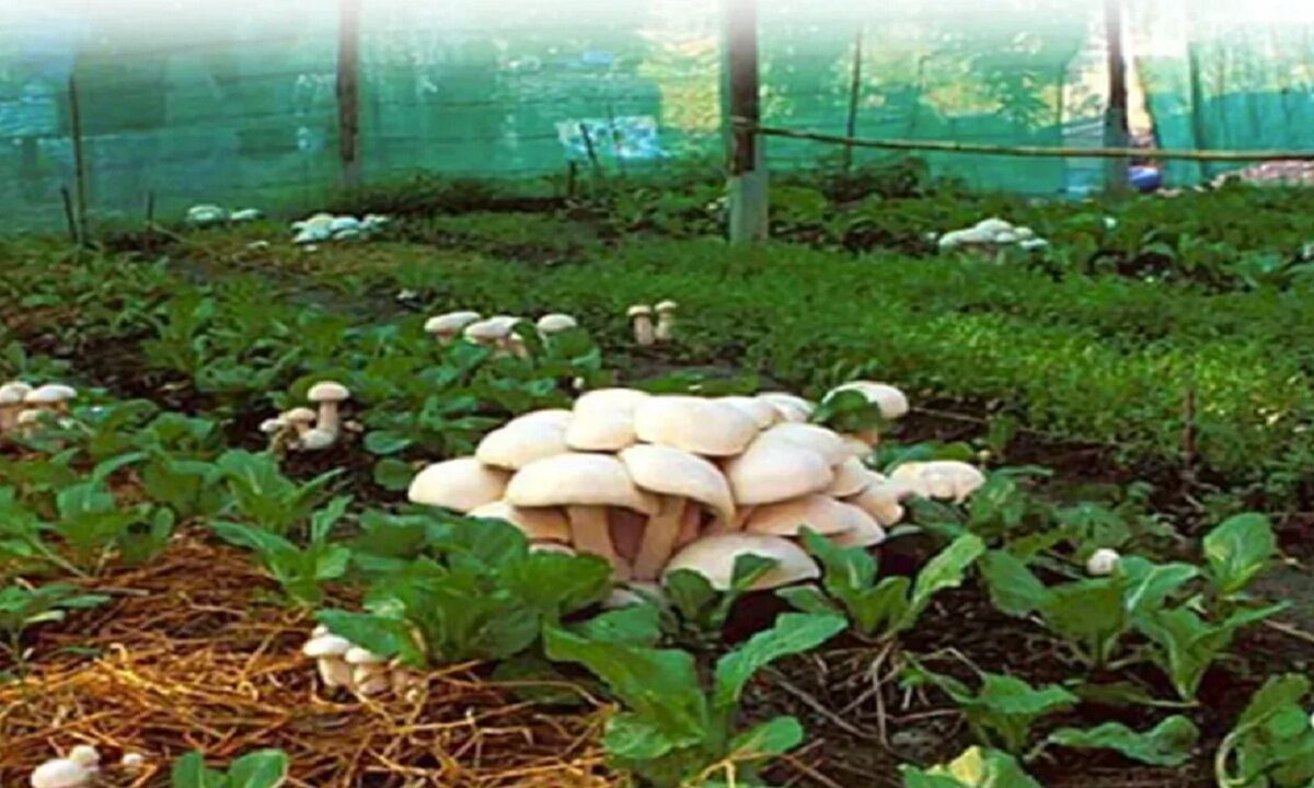 Mushroom farming