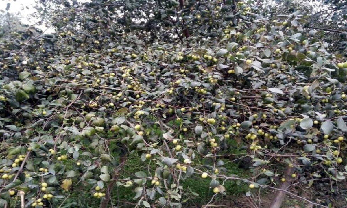 Rajasthani Fruit Plum