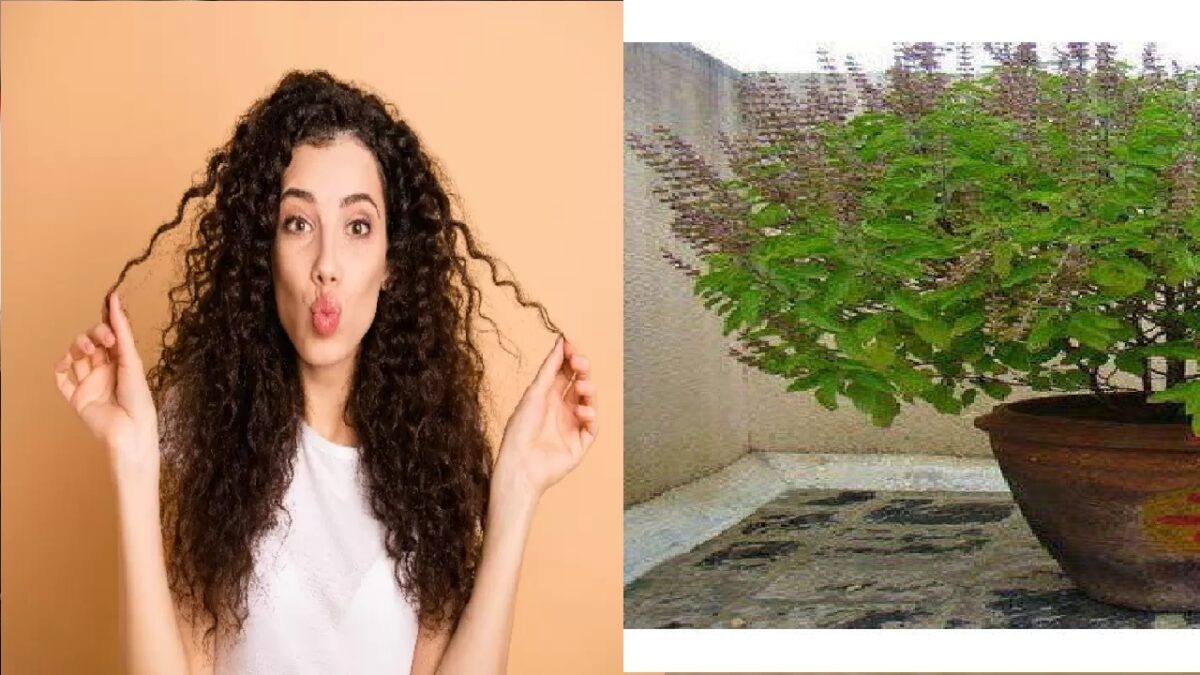 Tulsi For Hair Care