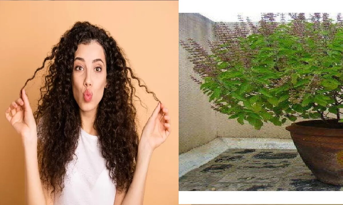 Tulsi For Hair Care