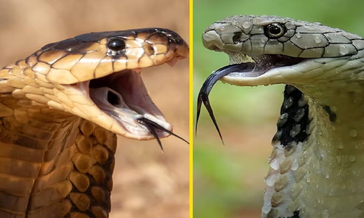 King and Indian Cobra