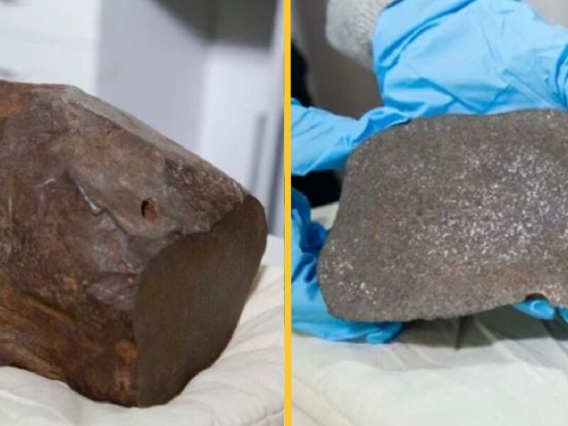 Man Keeps Rock For Years Thinking Its Gold Turned Out More Valuable Rare Meteorite